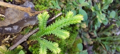 Selaginella repanda
