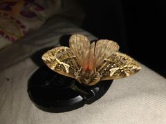 Dirphiopsis epiolina