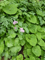 Adenostyles australis