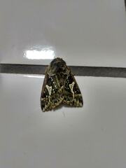 Dirphiopsis epiolina