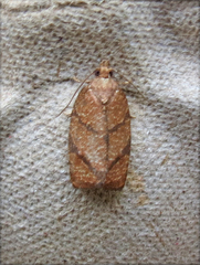Argyrotaenia juglandana