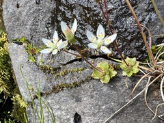 Micranthes stellaris