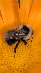 Bombus flavidus