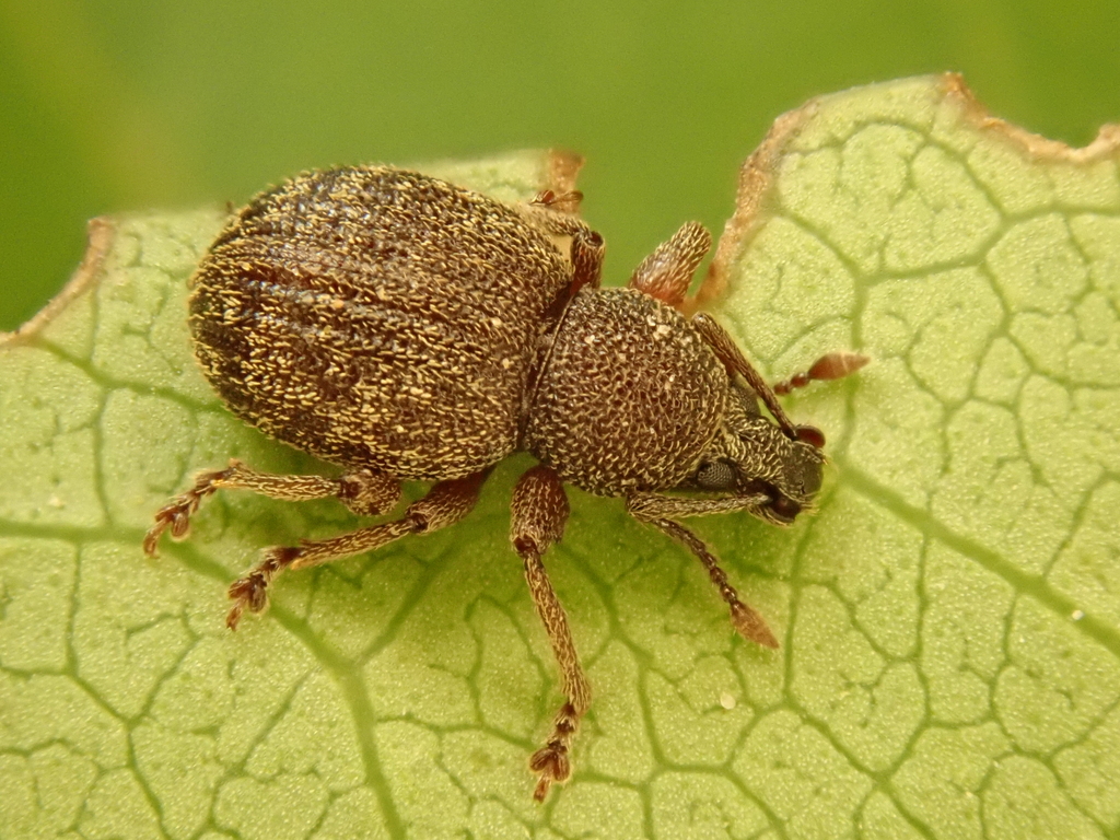 Otiorhynchus rotundus
