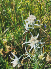 Leontopodium leontopodioides