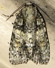 Acronicta ovata