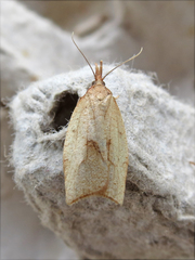 Sparganothis xanthoides