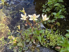 Micranthes stellaris