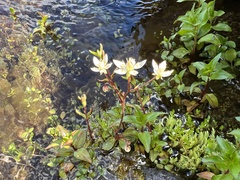 Micranthes stellaris