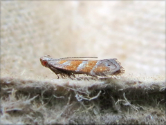 Battaristis vittella