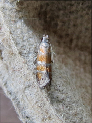 Battaristis vittella