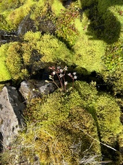 Micranthes stellaris