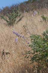 Lupinus albifrons