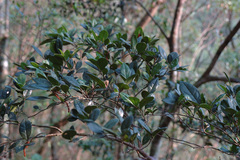 Distyliopsis dunnii