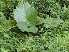 Alocasia macrorrhizos