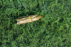 Trachonitis cristella