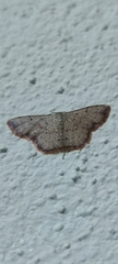 Idaea craspedota