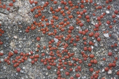 Polycauliona luteominia