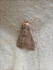 Elophila gyralis