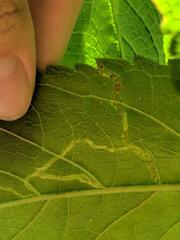 Insecta