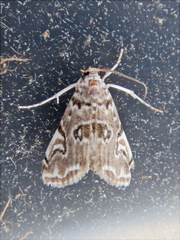 Elophila gyralis