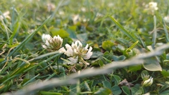 Trifolium repens