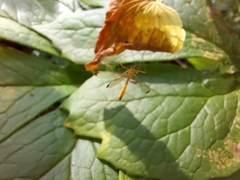 Hylobittacus apicalis