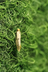 Tinea trinotella