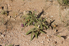 Solanum esuriale