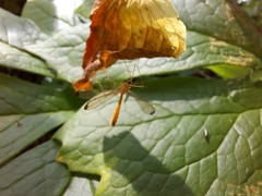 Hylobittacus apicalis