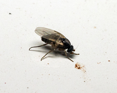 Metopininae