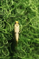 Tinea trinotella