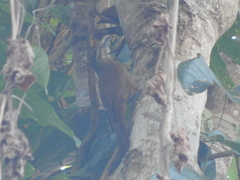 Dendrocolaptes platyrostris