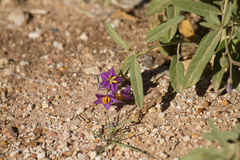 Solanum esuriale