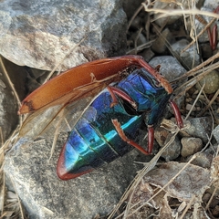 Sternocera chrysis