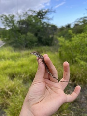 Anolis poncensis