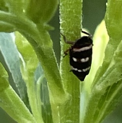 Planaphrodes