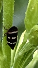 Planaphrodes