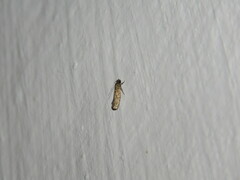 Lepidoptera