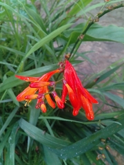 Crocosmia aurea
