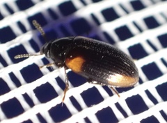 Diaperinae