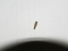 Lepidoptera