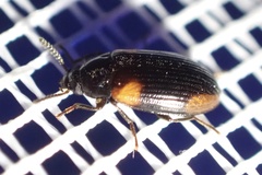 Diaperinae