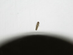 Lepidoptera