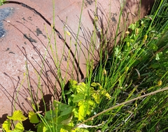 Equisetum × moorei