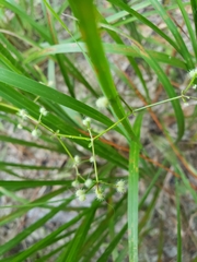 Galium pilosum