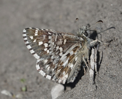 Pyrgus centaureae
