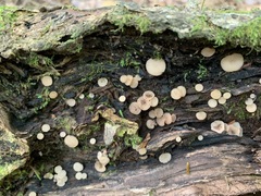 Media resource of Tatraea macrospora