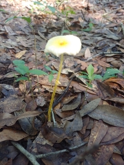Leucocoprinus fragilissimus image