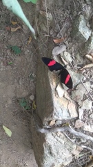 Heliconius melpomene melpomene